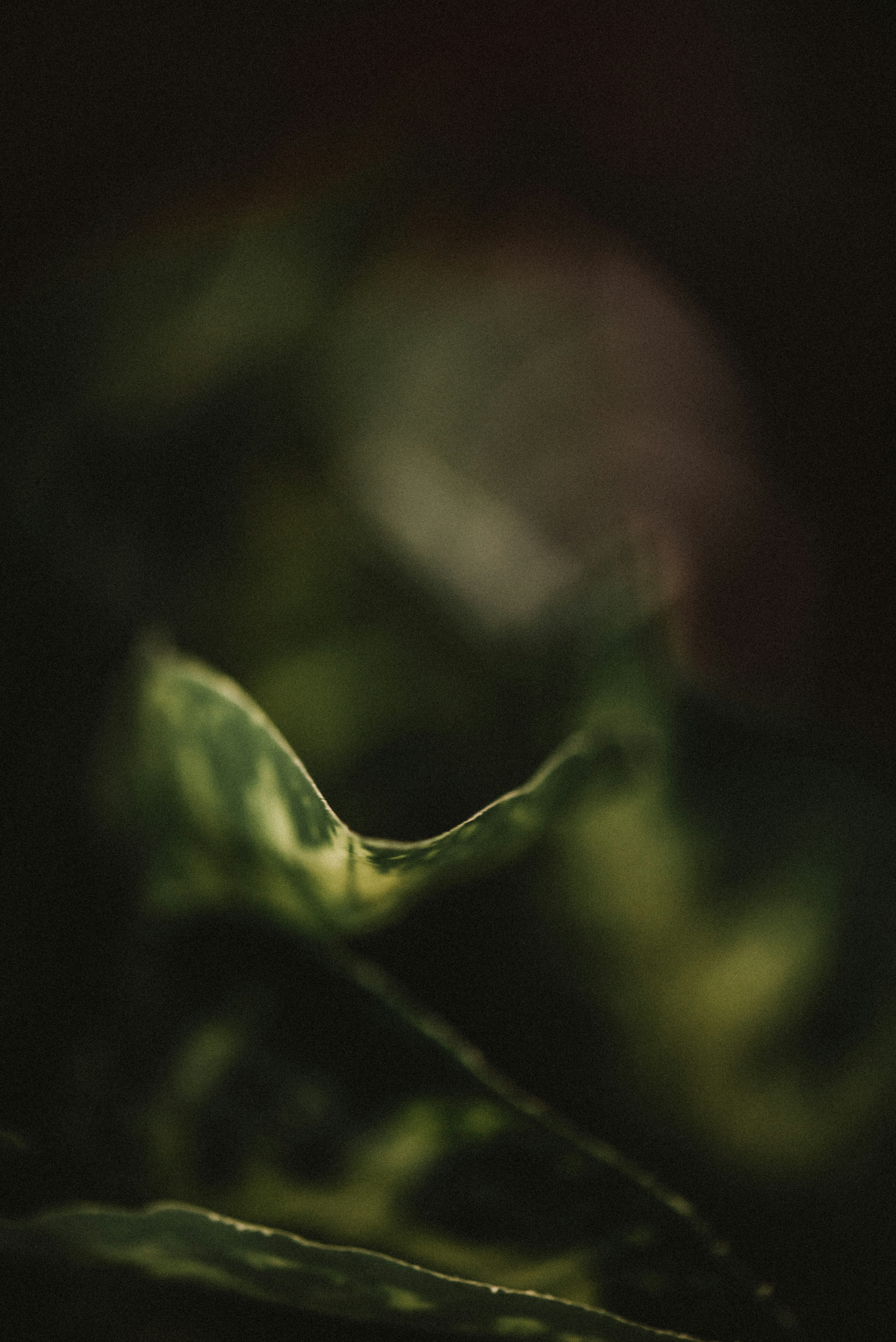 green leaf in close up photography